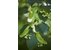 Photo of SONNENTOR Lime Flowers