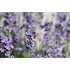 Photo of a SONNENTOR lavender field with a close-up of a lavender blossom with a bee sitting on it.