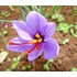 Photo of the purple saffron blossom.