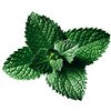 Apfelminze bio Apfelminze bio