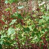 Buchweizenkraut bio Buchweizenkraut bio