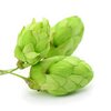 Hopfendolden bio Hopfendolden bio