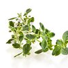 Oregano bio Oregano bio