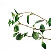 Thymian bio Thymian bio