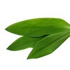 Bärlauch bio Bärlauch bio