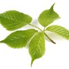 Süßes Brombeerblatt bio Süßes Brombeerblatt bio