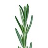 Rosmarin bio ätherisches Öl Rosmarin bio ätherisches Öl